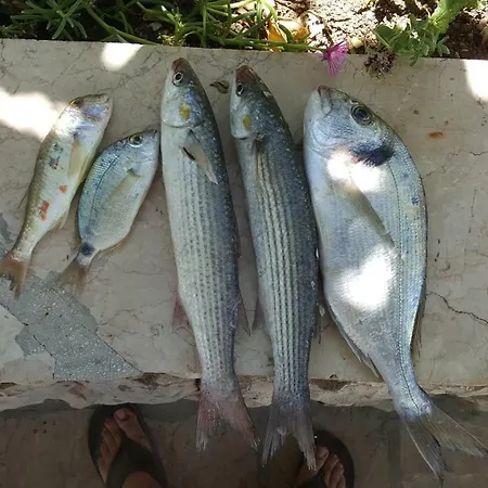 Apartment Zuzul - Trogir